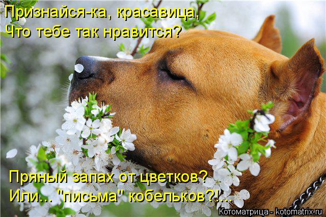 Признайся-ка, красавица, Что тебе так нравится? Пряный запах от цветков? Или... "письма" кобельков?!.... Котоматрица: Признайся-ка, красавица, Что тебе так нравится? Пряный запах от цветков? Или... "письма" кобельков?!...
