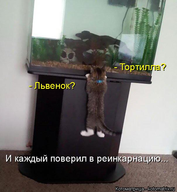 Котоматрица: - Тортилла? - Львенок? И каждый поверил в реинкарнацию...
