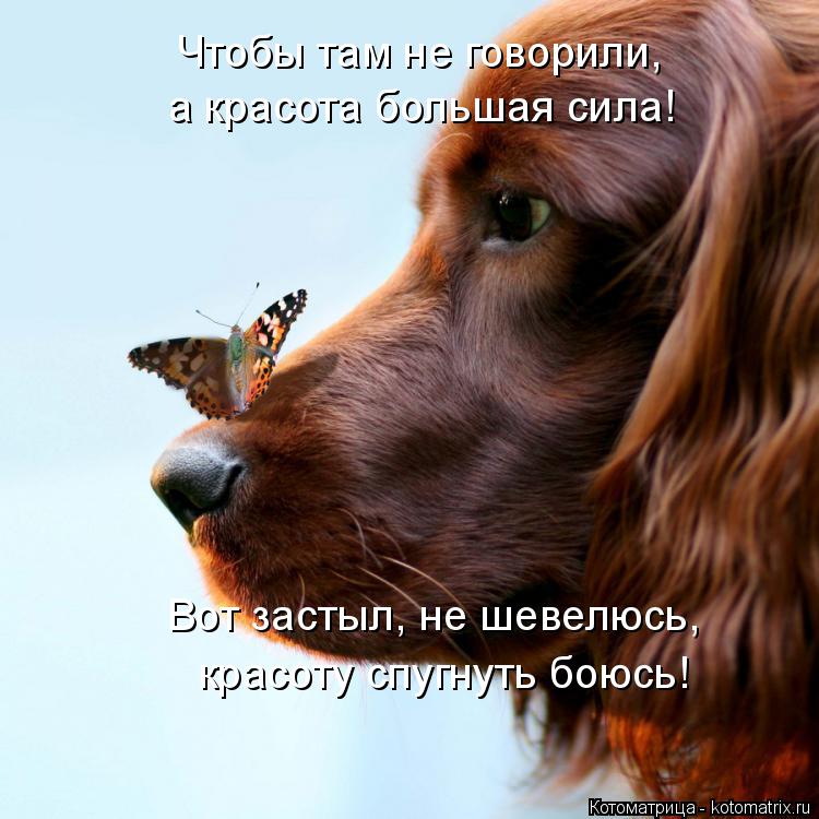 Котоматрица: а красота большая сила! Чтобы там не говорили, Вот застыл, не шевелюсь, красоту спугнуть боюсь!