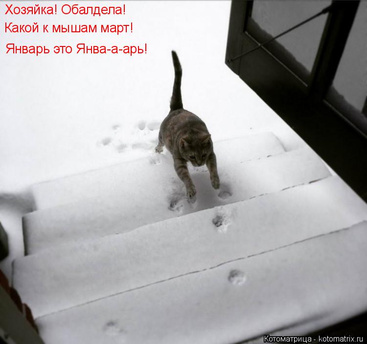 Котоматрица: Хозяйка! Обалдела!  Какой к мышам март! Январь это Янва-а-арь!