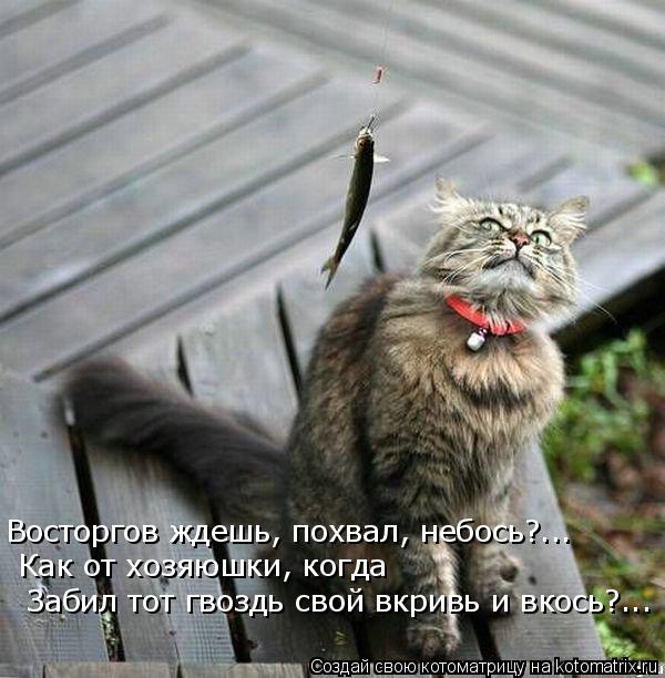 Котоматрица: Восторгов ждешь, похвал, небось?... Как от хозяюшки, когда Забил тот гвоздь свой вкривь и вкось?...