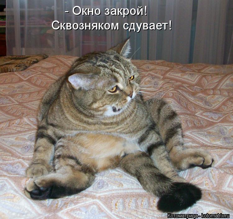 - Окно закрой! Сквозняком сдувает!... Котоматрица: - Окно закрой! Сквозняком сдувает!