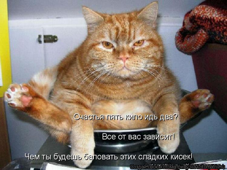 Котоматрица: Счастья пять кило идь два? Все от вас зависит! Чем ты будешь баловать этих сладких кисек!