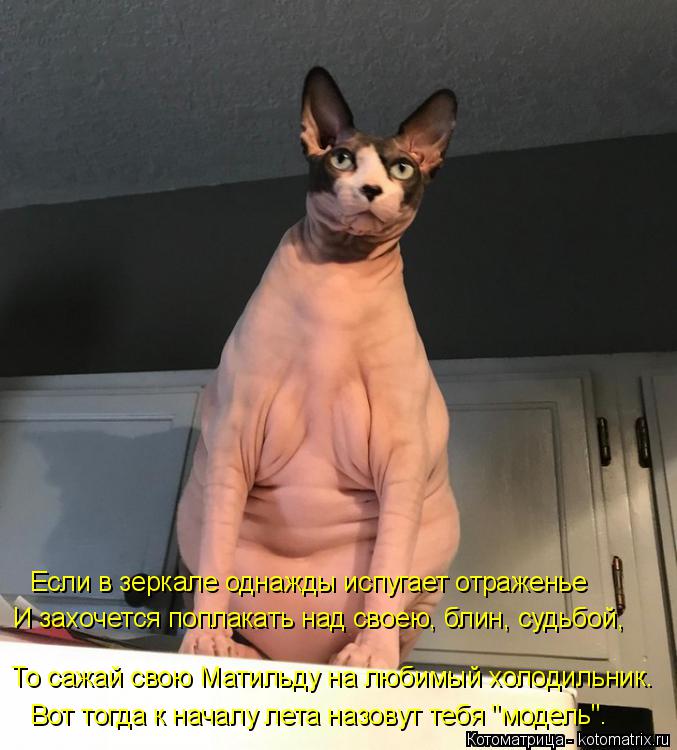 Котоматрица: То сажай свою Матильду на любимый холодильник. И захочется поплакать над своею, блин, судьбой, Если в зеркале однажды испугает отраженье Во?