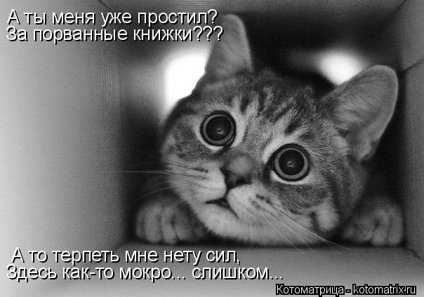 Котоматрица: А то терпеть мне нету сил, А ты меня уже простил? За порванные книжки??? Здесь как-то мокро... слишком...
