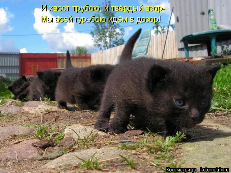 Котоматрица: И хвост трубою, и твёрдый взор- Мы всей гурьбою идём в дозор!