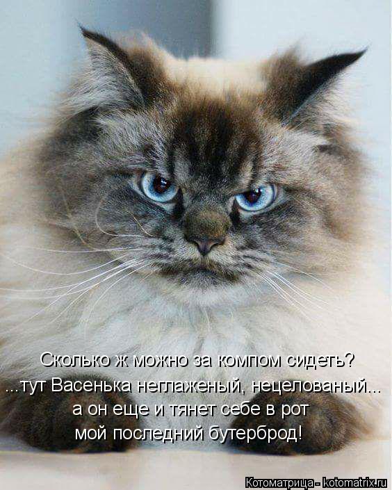 Котоматрица: Сколько ж можно за компом сидеть? ...тут Васенька неглаженый, нецелованый... а он еще и тянет себе в рот мой последний бутерброд!