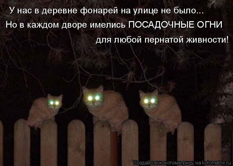 У нас в деревне фонарей на улице не было... Но в каждом дворе имелись ПОСАДОЧНЫЕ ОГНИ для любой перна... Котоматрица: У нас в деревне фонарей на улице не было... Но в каждом дворе имелись ПОСАДОЧНЫЕ ОГНИ для любой пернатой живности!