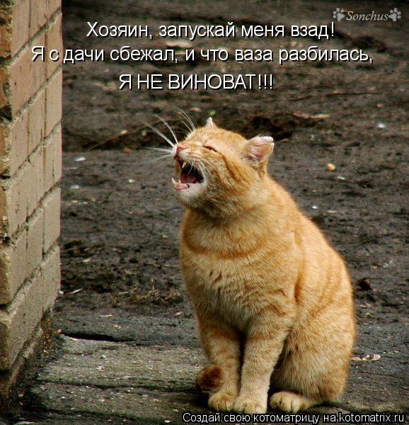 Котоматрица: Хозяин, запускай меня взад! Я с дачи сбежал, и что ваза разбилась, Я НЕ ВИНОВАТ!!! Я НЕ ВИНОВАТ!!!
