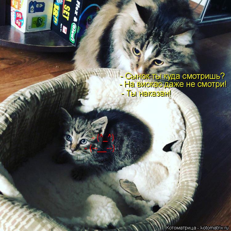 Котоматрица: - Cынок ты куда смотришь? - На вискас даже не смотри! - Ты наказан! - (--__--) - (^_^)