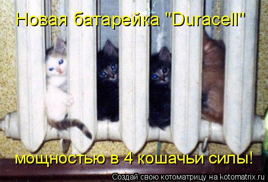 Котоматрица: Новая батарейка "Duracell" мощностью в 4 кошачьи силы!