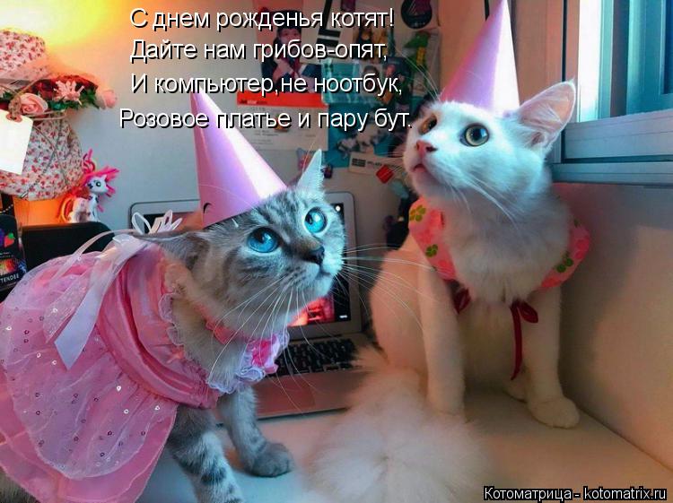 Котоматрица: С днем рожденья котят! Дайте нам грибов-опят, И компьютер,не ноотбук, Розовое платье и пару бут.