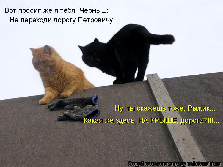 Котоматрица: Вот просил же я тебя, Черныш: Ну, ты скажешь тоже, Рыжик... Какая же здесь, НА КРЫШЕ, дорога?!!!... Не переходи дорогу Петровичу!...