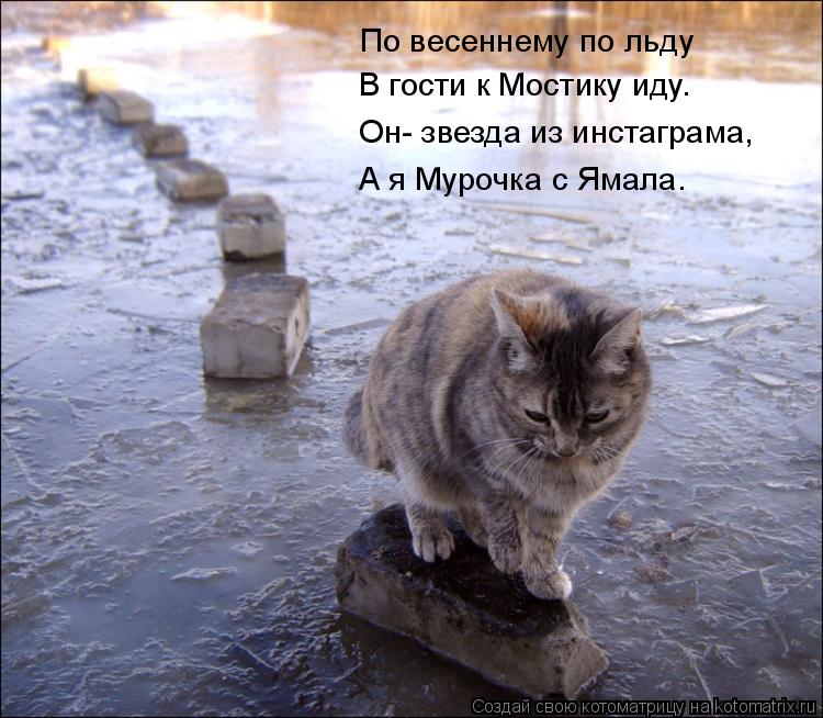 Котоматрица: По весеннему по льду В гости к Мостику иду. Он- звезда из инстаграма, А я Мурочка с Ямала.