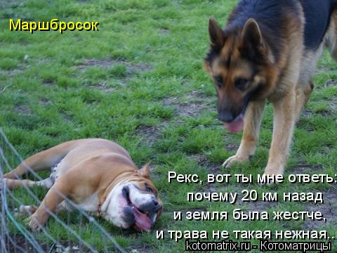 Котоматрица: Рекс, вот ты мне ответь: почему 20 км назад и земля была жестче, и трава не такая нежная... Маршбросок