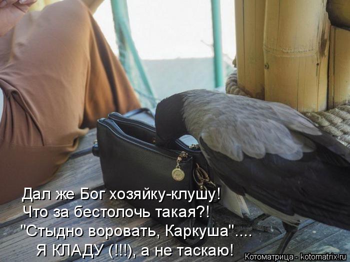 Котоматрица: Дал же Бог хозяйку-клушу! Что за бестолочь такая?! "Стыдно воровать, Каркуша".... Я КЛАДУ (!!!), а не таскаю!