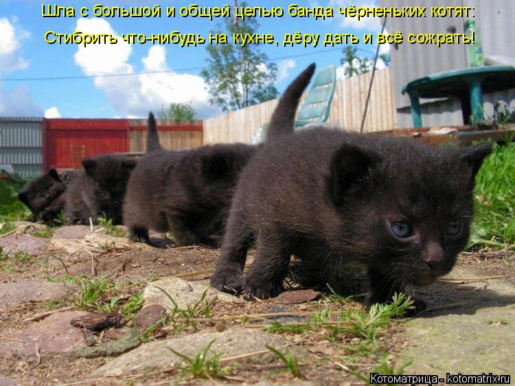 Шла с большой и общей целью банда чёрненьких котят: Стибрить что-нибудь на кухне, дёру дать и всё сож... Котоматрица: Шла с большой и общей целью банда чёрненьких котят: Стибрить что-нибудь на кухне, дёру дать и всё сожрать!