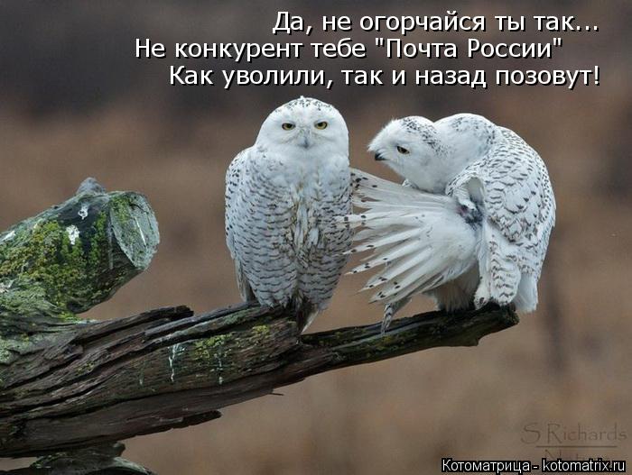 Котоматрица: Да, не огорчайся ты так... Не конкурент тебе "Почта России" Как уволили, так и назад позовут!