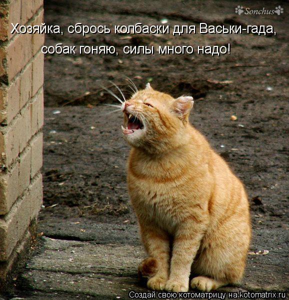 Хозяйка, сбрось колбаски для Васьки-гада, собак гоняю, силы много надо!... Котоматрица: Хозяйка, сбрось колбаски для Васьки-гада, собак гоняю, силы много надо!