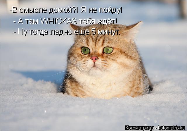 -В смысле домой?! Я не пойду! - А там WHICKAS тебя ждёт! - Ну тогда ладно ещё 5 минут.... Котоматрица: -В смысле домой?! Я не пойду! - А там WHICKAS тебя ждёт! - Ну тогда ладно ещё 5 минут.