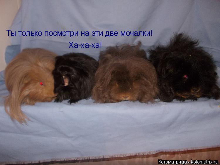 Ха-ха-ха! Ты только посмотри на эти две мочалки!... Котоматрица: Ха-ха-ха! Ты только посмотри на эти две мочалки!
