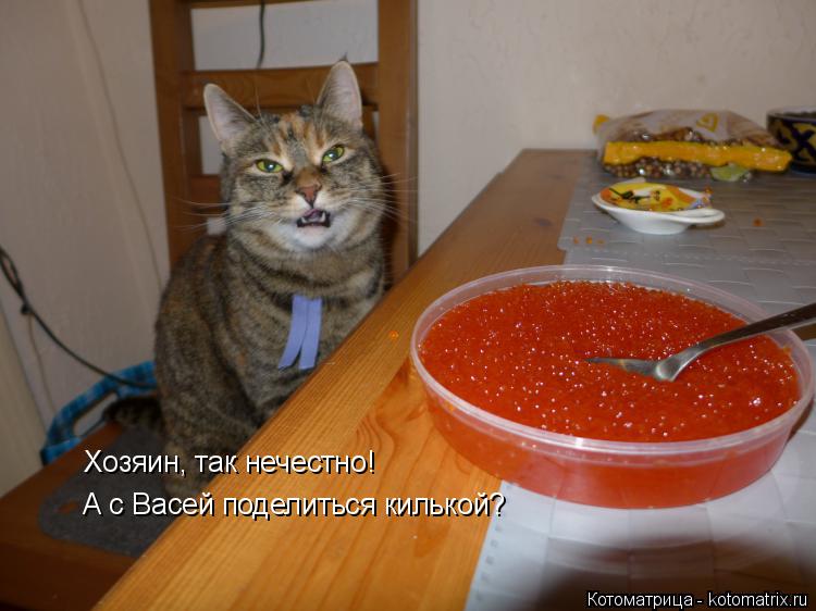 Хозяин, так нечестно! А с Васей поделиться килькой?... Котоматрица: Хозяин, так нечестно! А с Васей поделиться килькой?