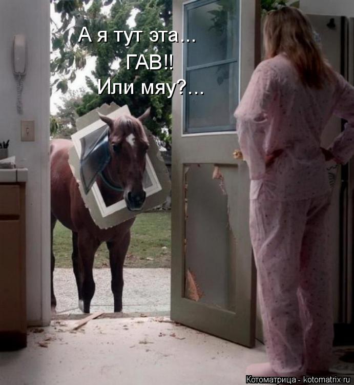 Котоматрица: А я тут эта... ГАВ!! Или мяу?...