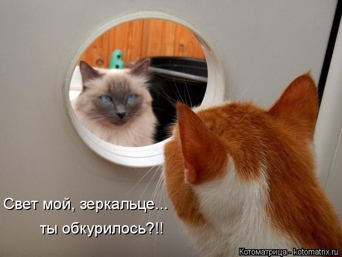 Котоматрица: Свет мой, зеркальце... ты обкурилось?!!