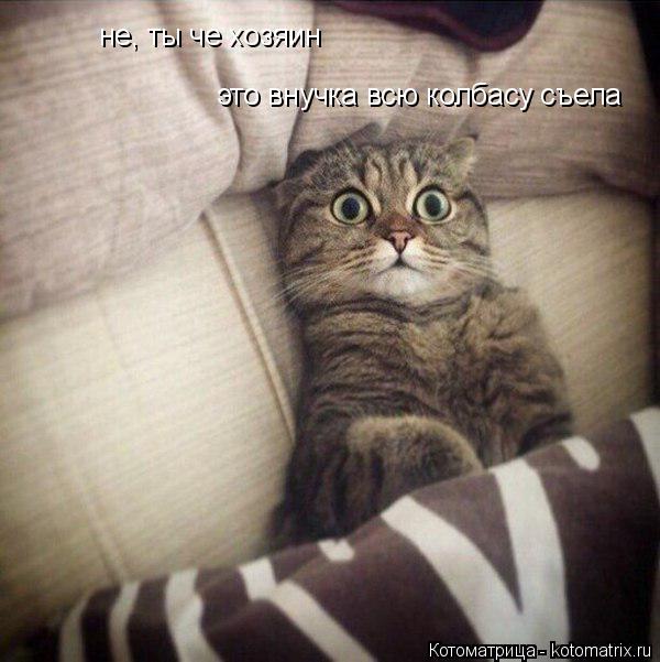 не, ты че хозяин это внучка всю колбасу съела... Котоматрица: не, ты че хозяин это внучка всю колбасу съела