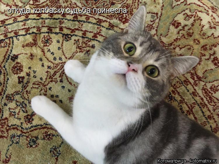 откуда колбаску судьба принесла... Котоматрица: откуда колбаску судьба принесла