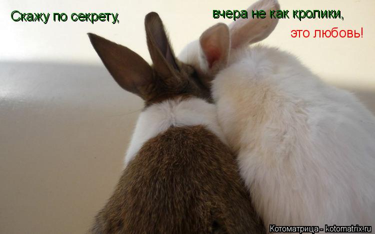 Котоматрица: Скажу по секрету, вчера не как кролики,  это любовь!