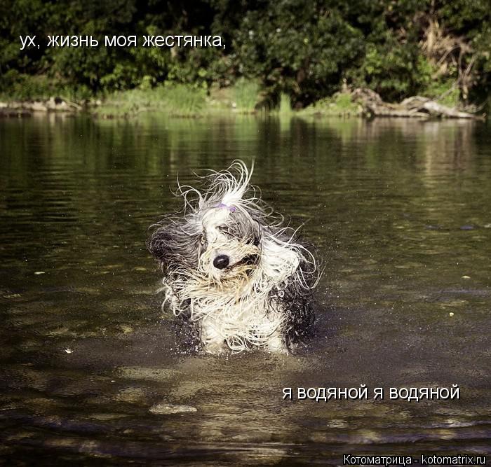 ух, жизнь моя жестянка, я водяной я водяной... Котоматрица: ух, жизнь моя жестянка, я водяной я водяной