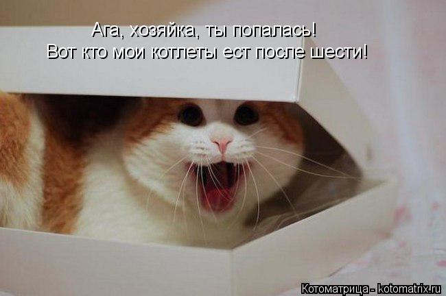 Ага, хозяйка, ты попалась! Вот кто мои котлеты ест после шести!... Котоматрица: Ага, хозяйка, ты попалась! Вот кто мои котлеты ест после шести!