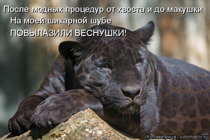 Котоматрица: После модных процедур от хвоста и до макушки На моей шикарной шубе ПОВЫЛАЗИЛИ ВЕСНУШКИ!