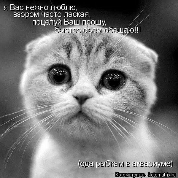 я Вас нежно люблю, взором часто лаская, поцелуй Ваш прошу, быстро съем обещаю!!! (ода рыбкам в аквари... Котоматрица: я Вас нежно люблю, взором часто лаская, поцелуй Ваш прошу, быстро съем обещаю!!! (ода рыбкам в аквариуме)