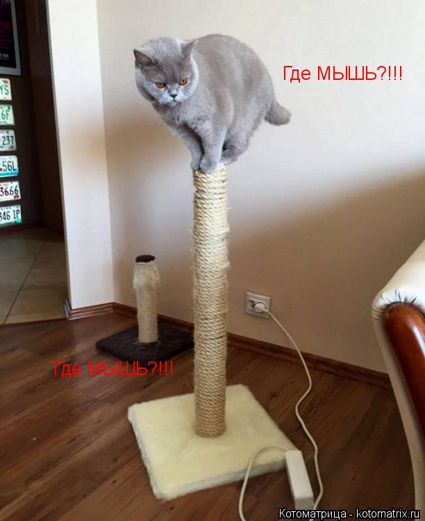 Котоматрица: Где МЫШЬ?!!! Где МЫШЬ?!!!