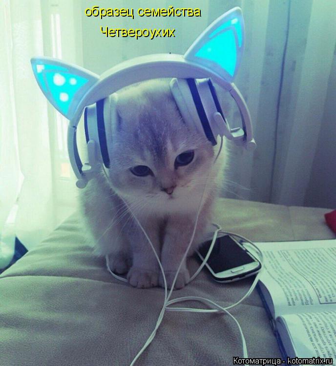 Котоматрица: образец семейства Четвероухих
