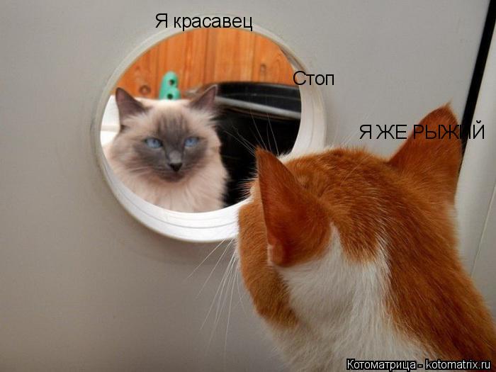 Котоматрица: Стоп Я красавец Я ЖЕ РЫЖИЙ