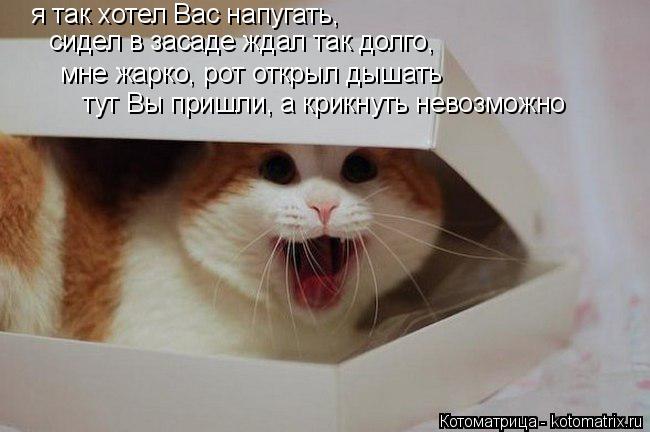 Котоматрица: я так хотел Вас напугать, сидел в засаде ждал так долго, мне жарко, рот открыл дышать тут Вы пришли, а крикнуть невозможно