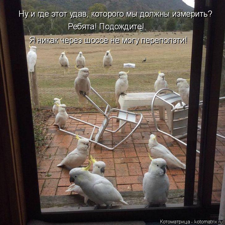 Котоматрица: Ну и где этот удав, которого мы должны измерить? Ребята! Подождите!  Я никак через шоссе не могу переползти!