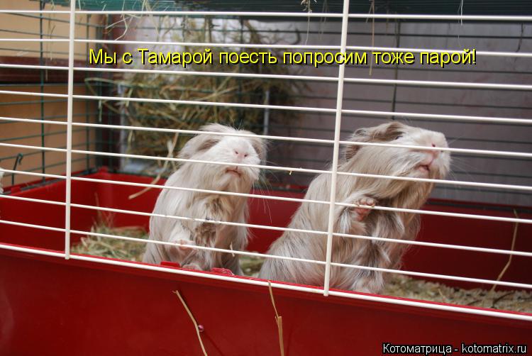 Котоматрица: Мы с Тамарой поесть попросим тоже парой!