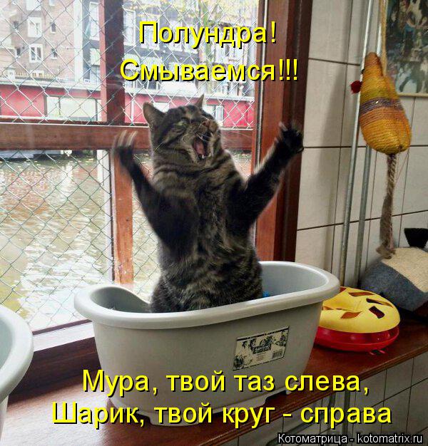 Котоматрица: Полундра! Смываемся!!! Шарик, твой круг - справа Мура, твой таз слева,