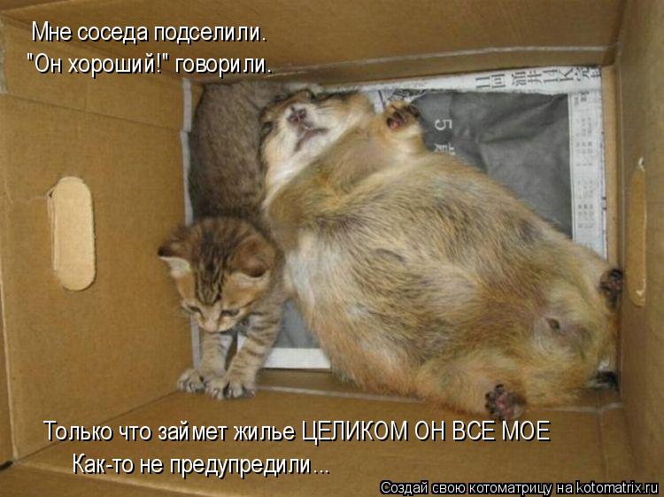 Котоматрица: Мне соседа подселили. "Он хороший!" говорили. Только что займет жилье ЦЕЛИКОМ ОН ВСЕ МОЕ Как-то не предупредили...