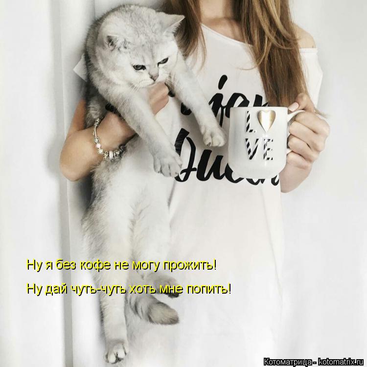 Котоматрица: Ну я без кофе не могу прожить! Ну я без кофе не могу прожить! Ну дай чуть-чуть хоть мне попить!