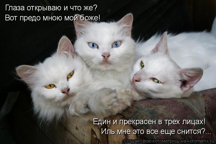 Котоматрица: Глаза открываю и что же? Вот предо мною мой боже! Един и прекрасен в трех лицах! Иль мне это все еще снится?...