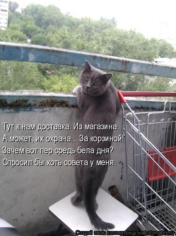 Котоматрица: Тут к нам доставка. Из магазина. А может, их охрана... За корзиной! Зачем вот пер средь бела дня? Спросил бы хоть совета у меня.