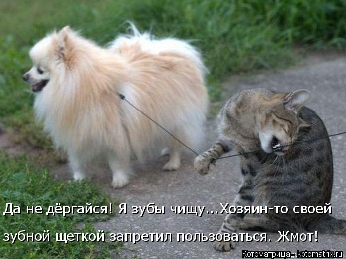 зубной щеткой запретил пользоваться. Жмот! Да не дёргайся! Я зубы чищу...Хозяин-то своей... Котоматрица: зубной щеткой запретил пользоваться. Жмот! Да не дёргайся! Я зубы чищу...Хозяин-то своей