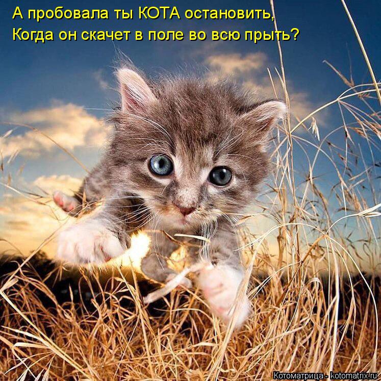 А пробовала ты КОТА остановить, Когда он скачет в поле во всю прыть?... Котоматрица: А пробовала ты КОТА остановить, Когда он скачет в поле во всю прыть?
