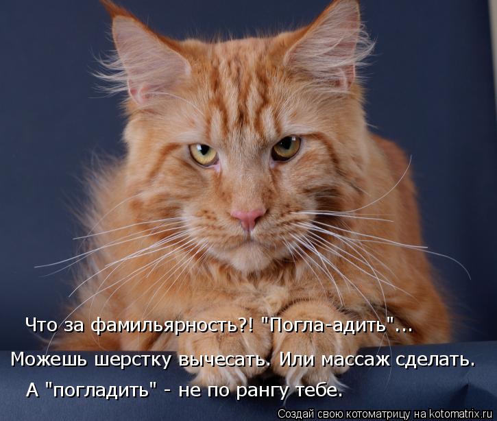 Котоматрица: А "погладить" - не по рангу тебе. Можешь шерстку вычесать. Или массаж сделать. Что за фамильярность?! "Погла-адить"...