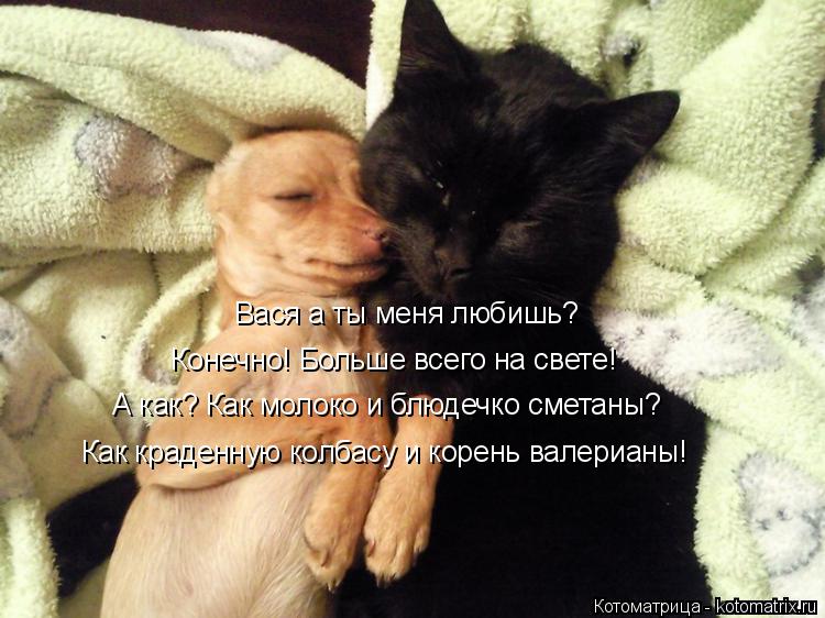 Котоматрица: Вася а ты меня любишь? Конечно! Больше всего на свете! А как? Как молоко и блюдечко сметаны? Как краденную колбасу и корень валерианы!
